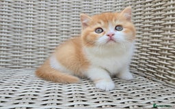 British Shorthair cats for sale: Stunning British Shorthair Kittens  - Image 2