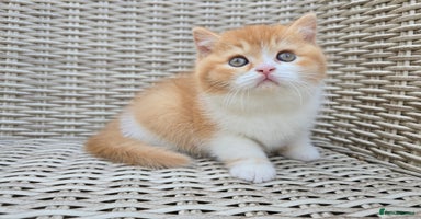 British Shorthair cats - Advert 13