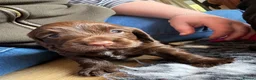 Cocker Spaniel dogs for sale: Kc registered working cocker spaniels - Advert 14
