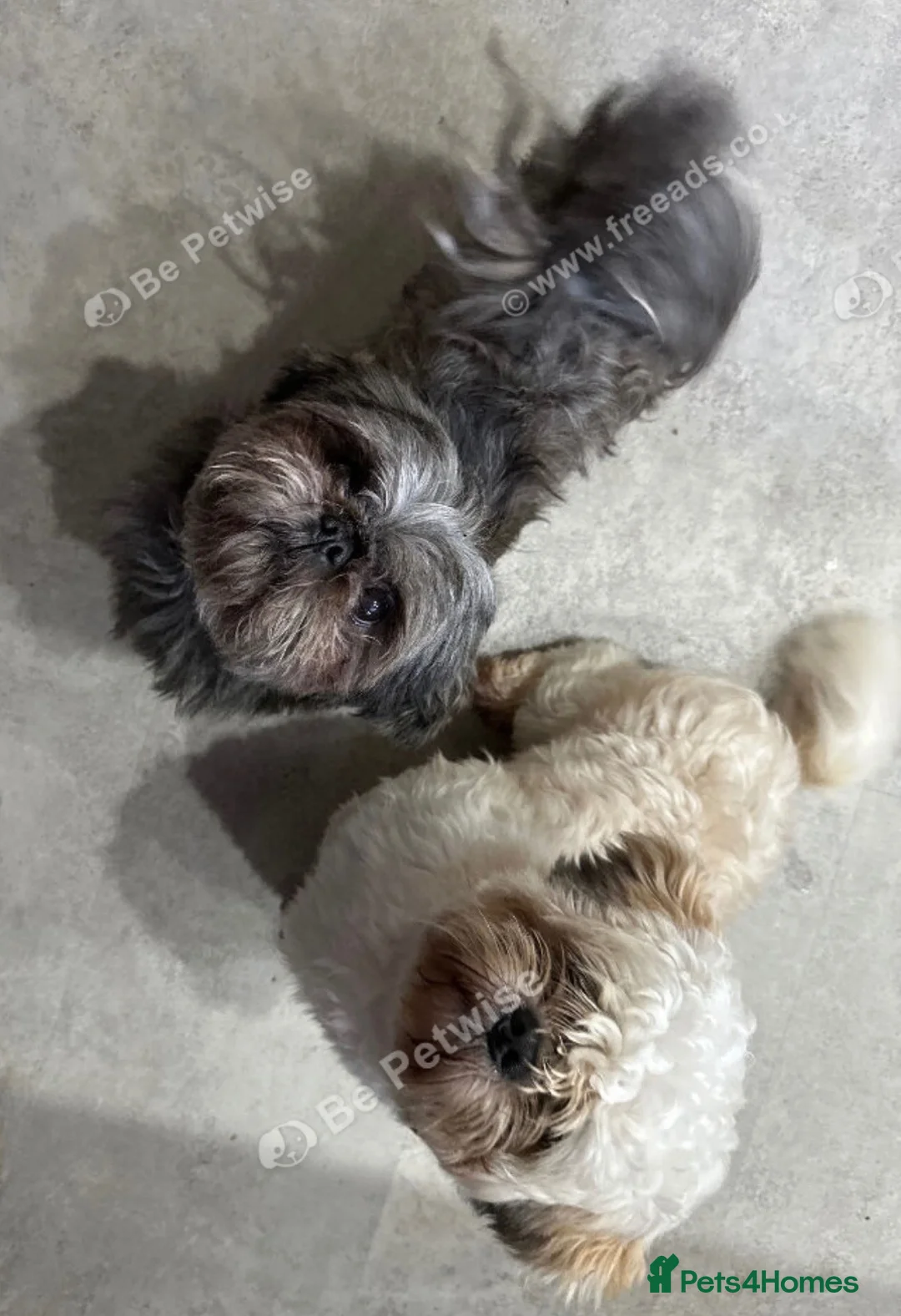 Shih Tzu dogs for sale: Shih Tzu puppy  - Advert 25