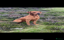 Labrador Retriever dogs for sale: Beautiful KC registered Fox Red Labrador Puppies - Image 12