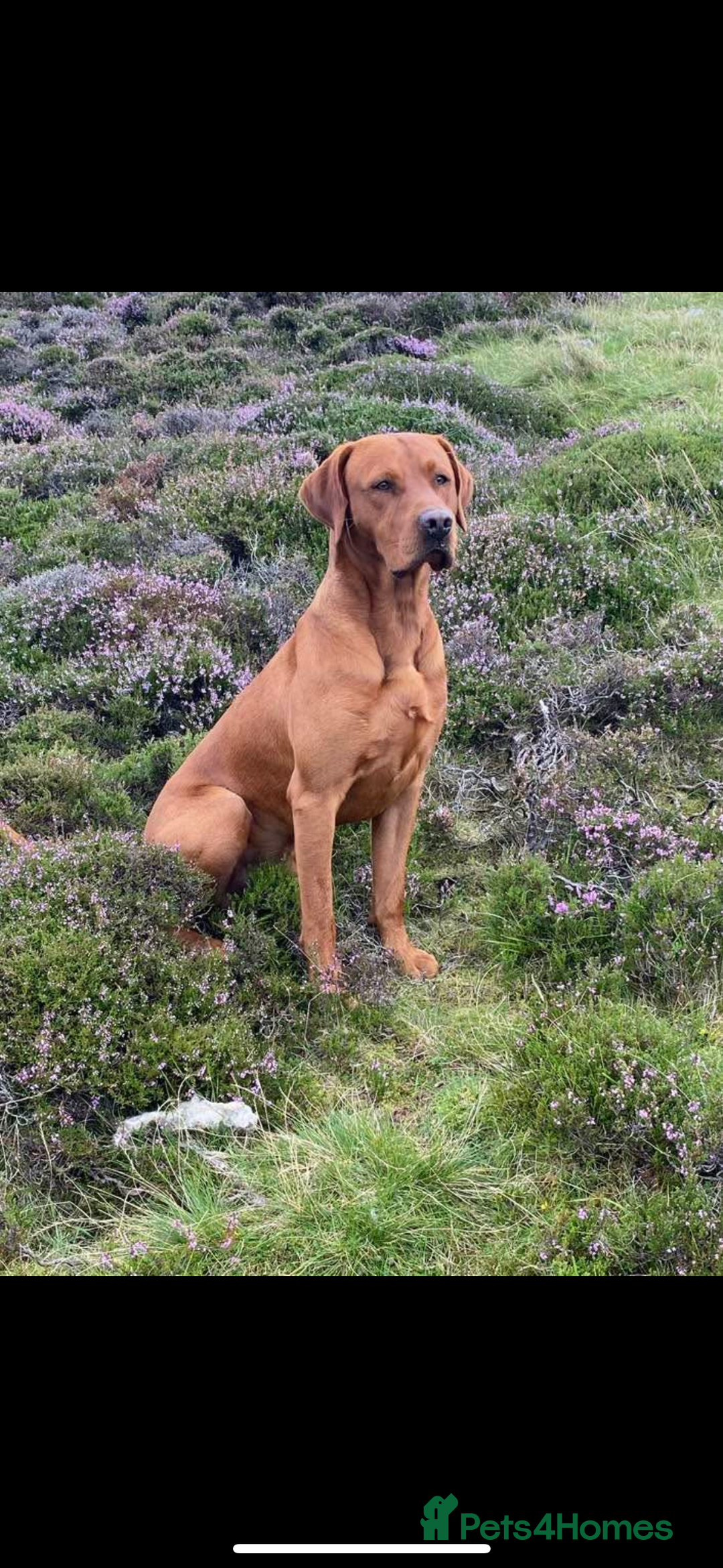 Labrador Retriever dogs for sale: Beautiful KC registered Fox Red Labrador Puppies - Image 12