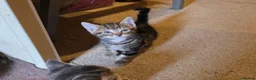 Mixed Breed cats for sale: Playful and sweet kittens  - Advert 3