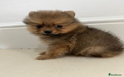 Pomeranian dogs for sale: Miniature Pomeranian  - Image 2