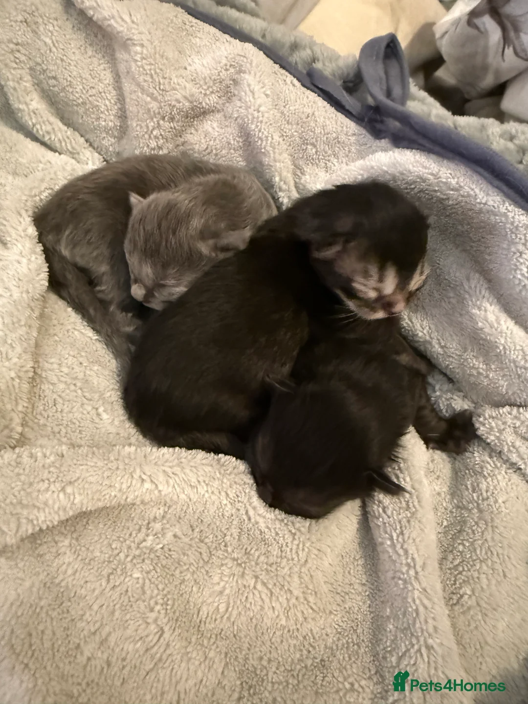 Mixed Breed cats for sale: Ragdoll cross kittens - Advert 2