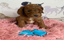 Cockapoo dogs for sale: F1 Cockapoo’s **fully DNA tested** - Image 21