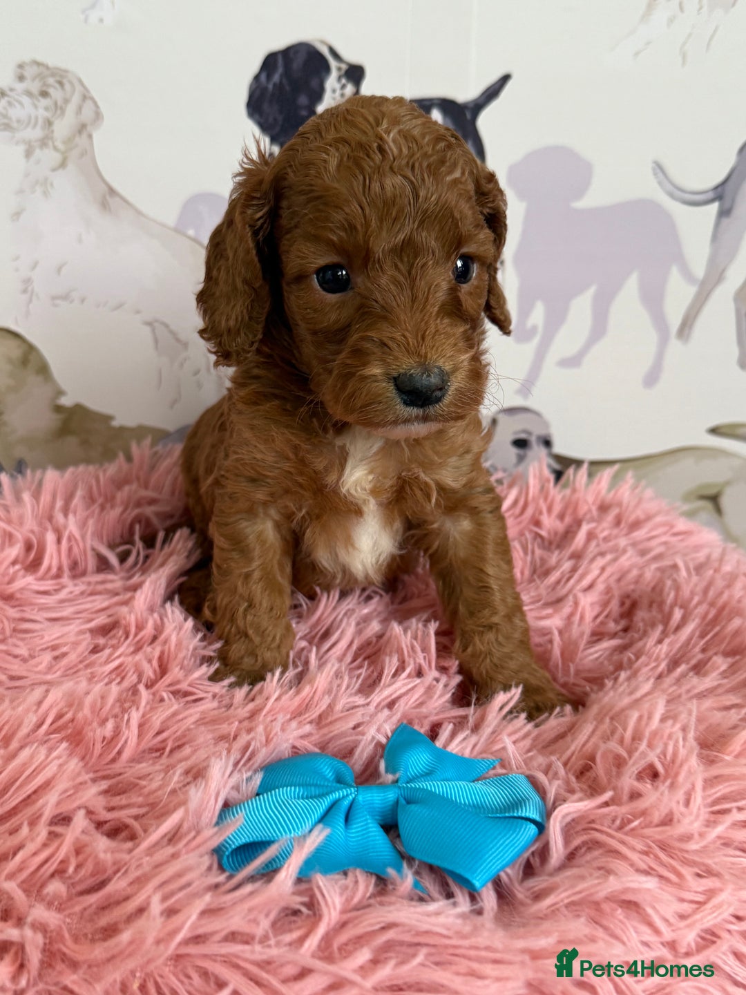 Cockapoo dogs for sale: F1 Cockapoo’s **fully DNA tested** - Image 21