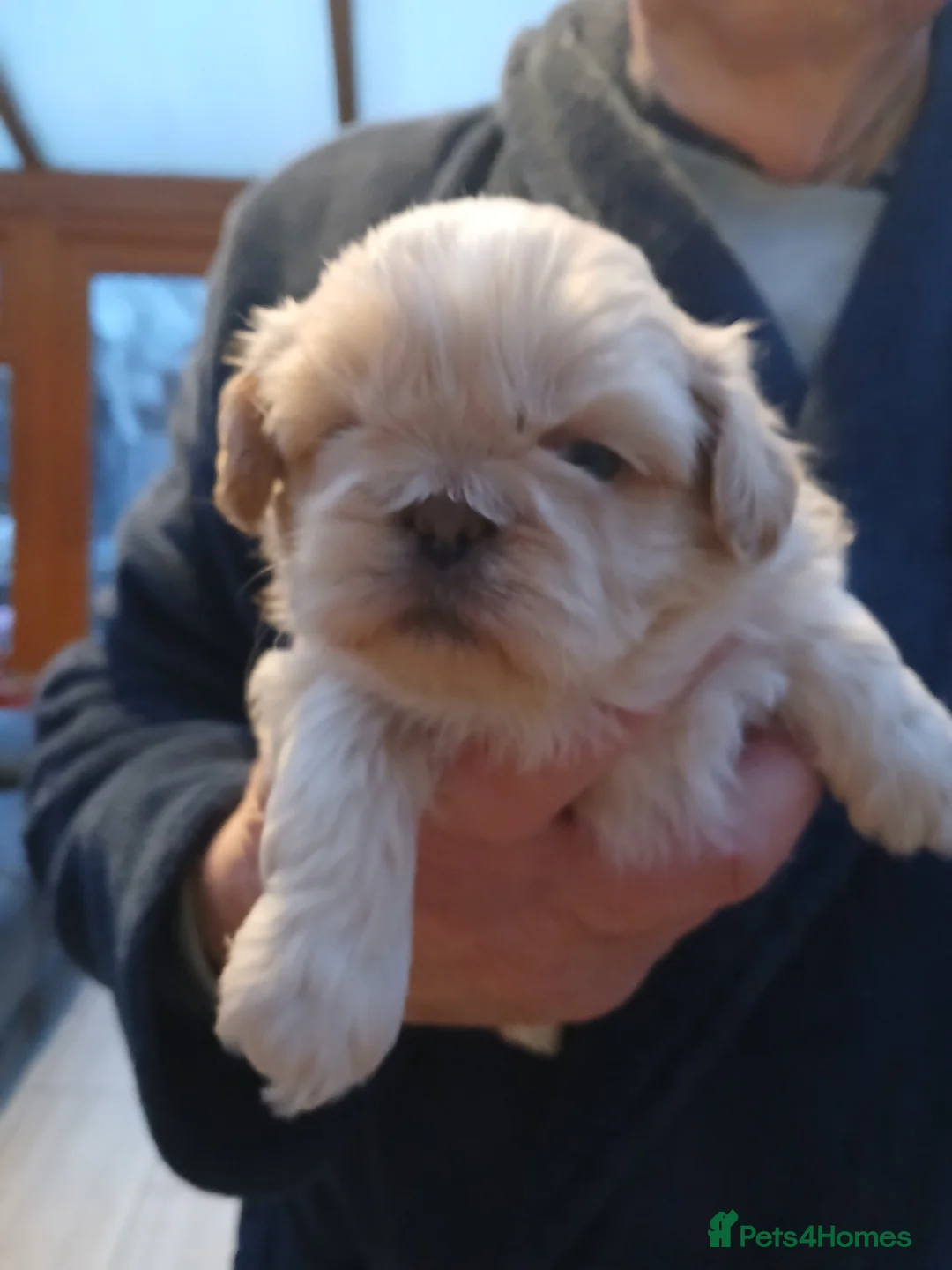 Shih Tzu dogs for sale: 4 Shih-tzu boy puppies for sale 1200/1300 - Advert 2