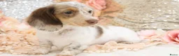 Miniature Dachshund dogs for sale: KC Longhair Miniature Dachshund Puppies - Advert 34