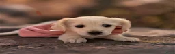 Maltese dogs for sale: Beautiful Bichon Maltese Puppies-1st Family Litter - Advert 9