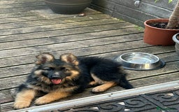 German Shepherd dogs for sale: OLD FASHION GSD PUPPIES DUE 8TH OCTOBER  - Image 22