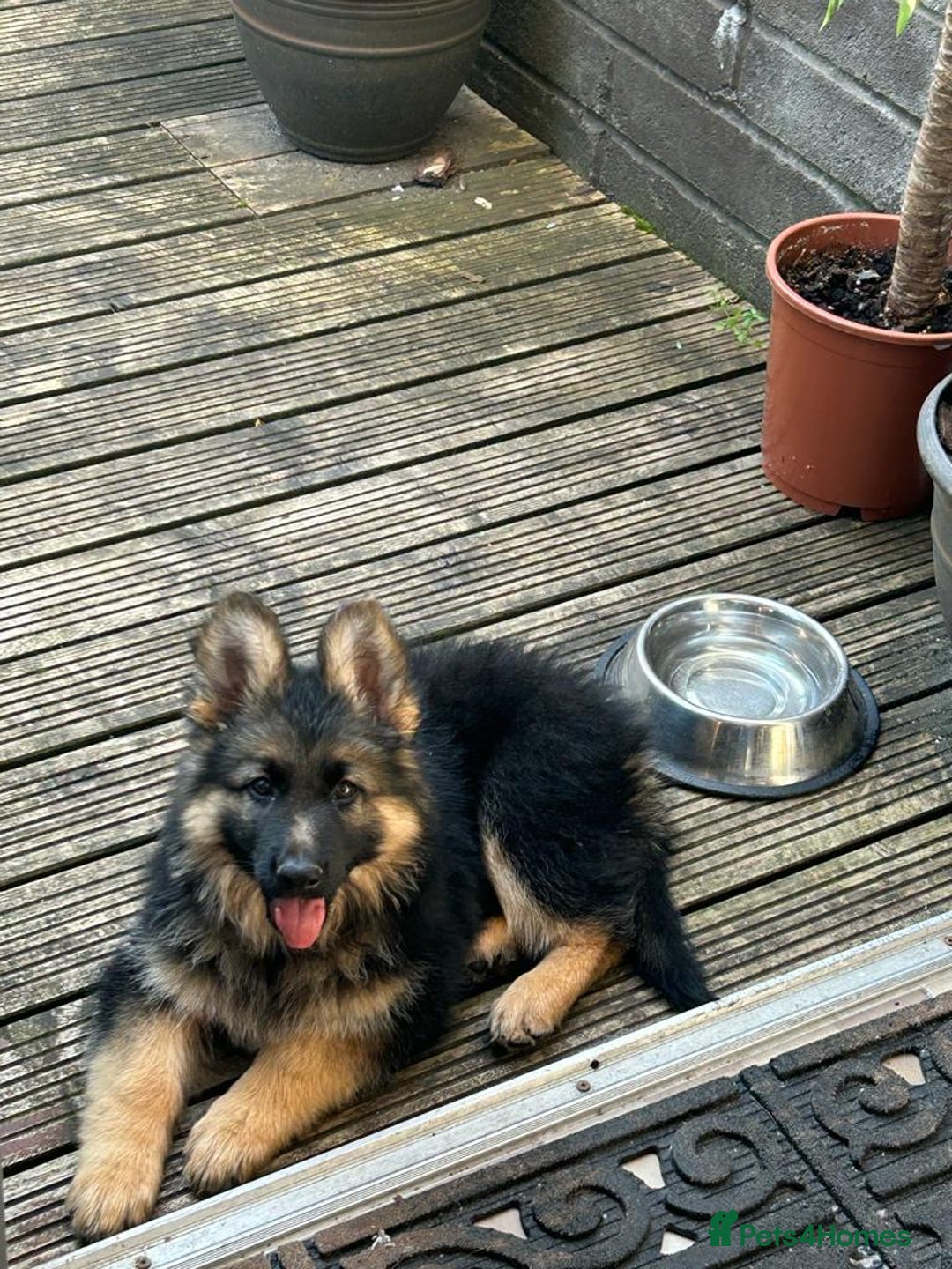 German Shepherd dogs for sale: OLD FASHION GSD PUPPIES DUE 8TH OCTOBER  - Image 22