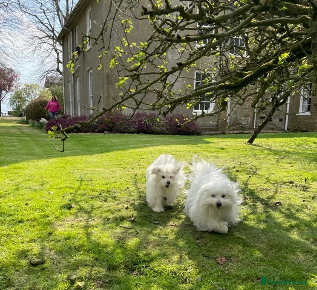 Coton De Tulear dogs for sale: KC reg Coton de Tulear parents DNA health tested  - Advert 9