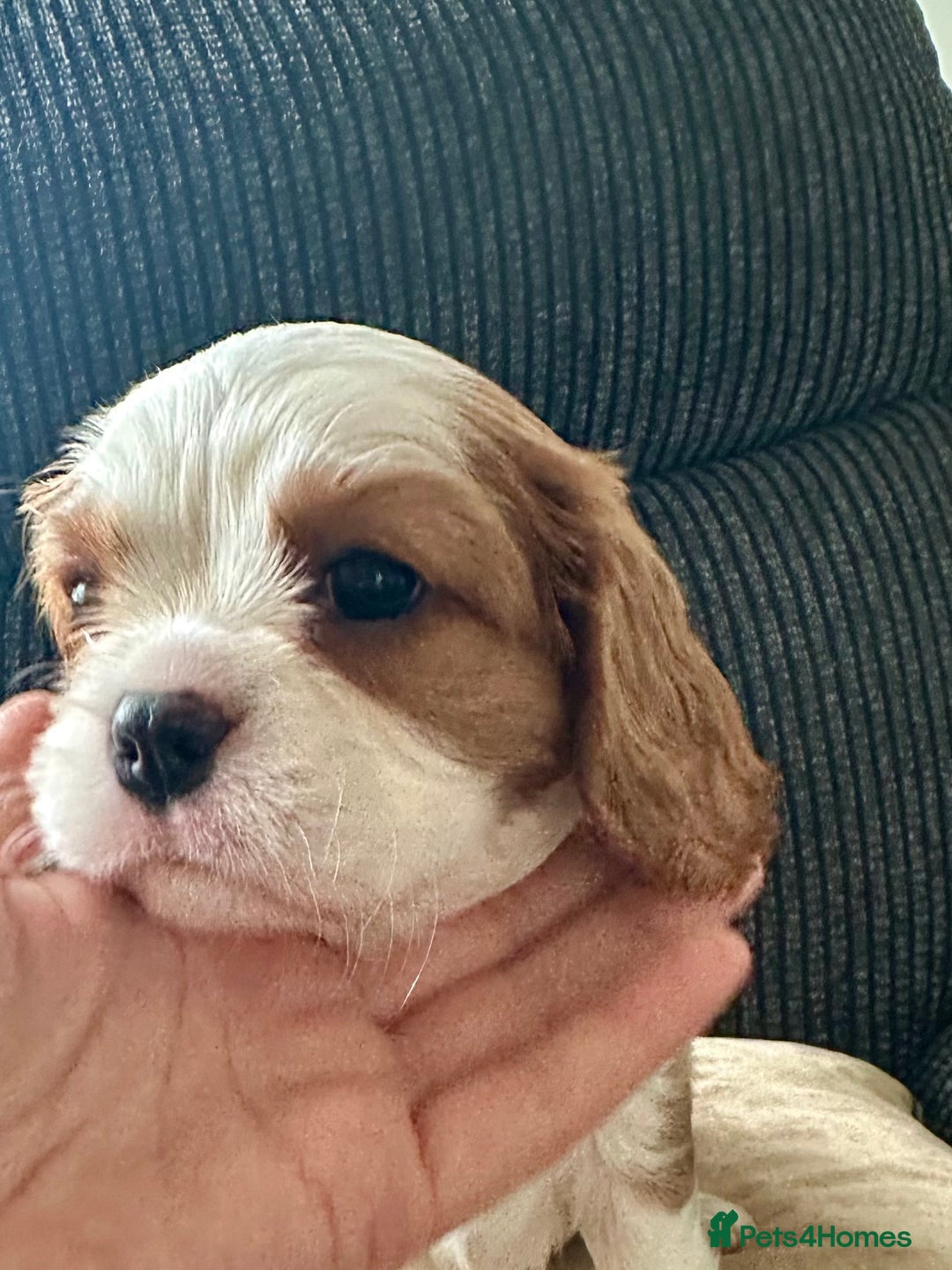 Cavalier King Charles Spaniel dogs for sale: Fully health tested CKCS 🐶💙🐾 - Image 22