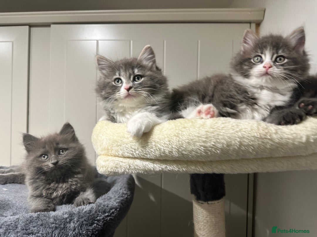 Norwegian Forest Cat cats for sale: 7 Exceptionally beautiful Norwegian Forest kittens - Advert 31