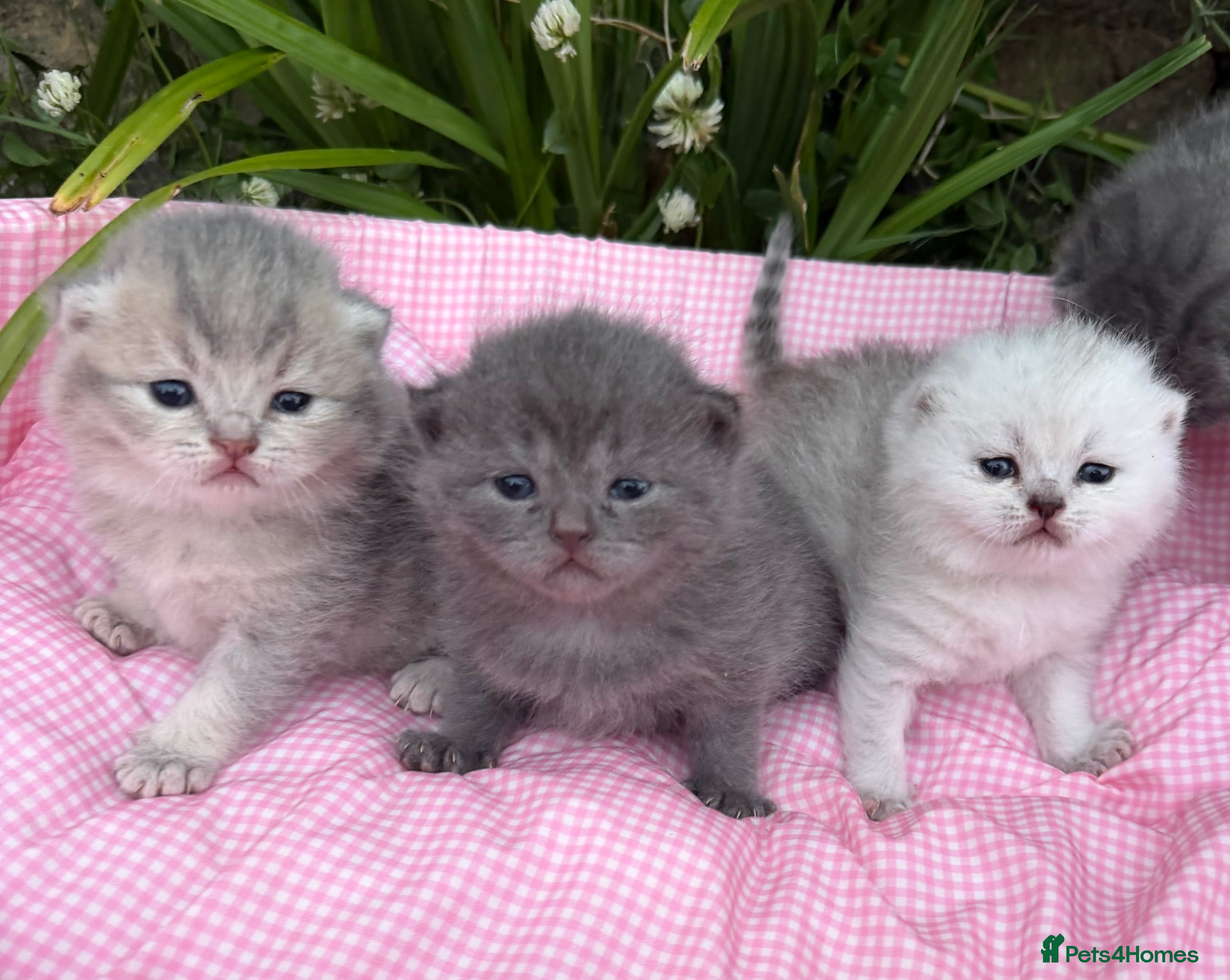Scottish Fold cats 💕💕💕❤️❤️Lovely scotish kittens💕💕💕 - Advert 1