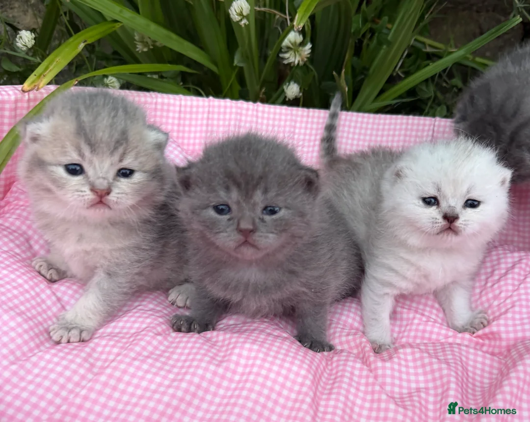 Scottish Fold cats for sale: 💕💕💕❤️❤️Lovely scotish kittens💕💕💕 in Nottingham - Advert 1