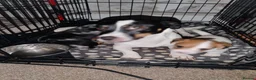 Mixed Breed dogs for sale: Jack Russell Cross Pups - Advert 2