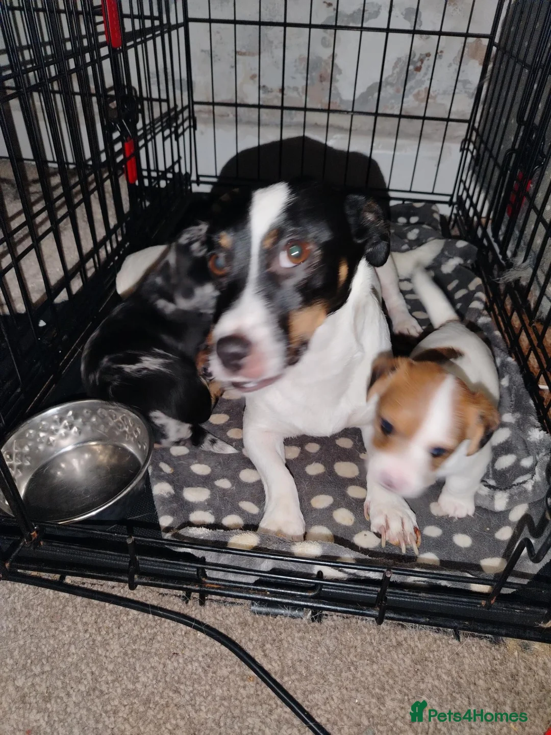 Mixed Breed dogs for sale: Jack Russell Cross Pups - Advert 2