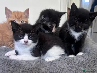 Mixed Breed cats Kittens 1/4 Maine coon. 7 weeks and ready to go - Advert 2