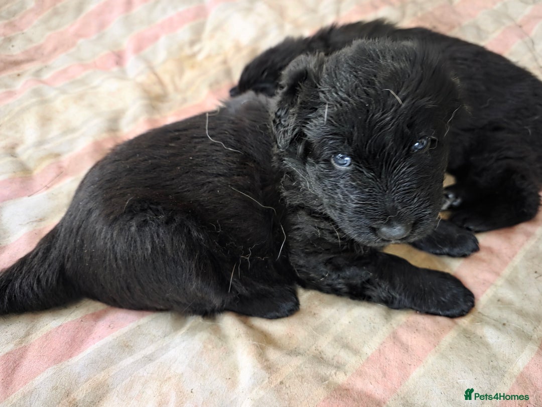 German Shepherd dogs for sale: Rare All-Black GSD Girls - Parents Owned & Present - Advert 28