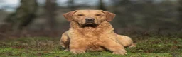Labrador Retriever dogs for sale: KC registered fox red working line Labradors - Advert 17