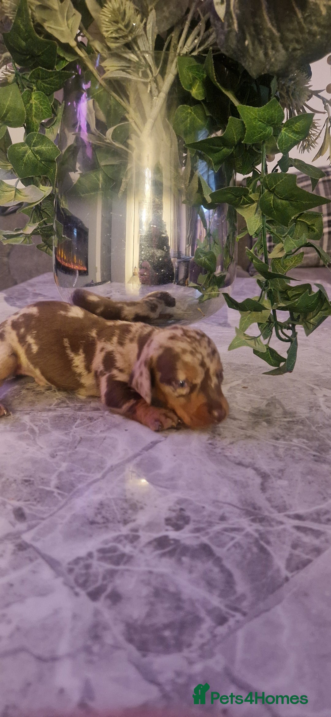 Dachshund dogs for sale: Dachshund puppies  - Advert 4