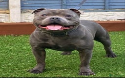 Staffordshire Bull Terrier dogs for sale: KC reg blue staffordshire bull terrier - Image 1
