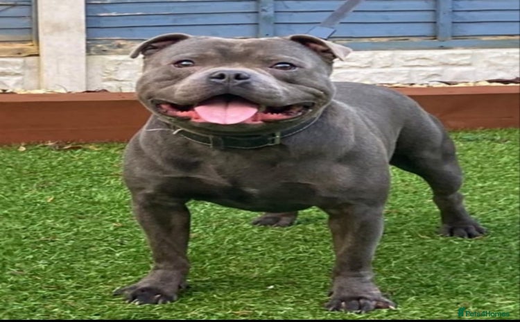 Staffordshire Bull Terrier dogs - Advert 3