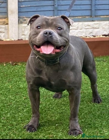 Staffordshire Bull Terrier dogs - Advert 4