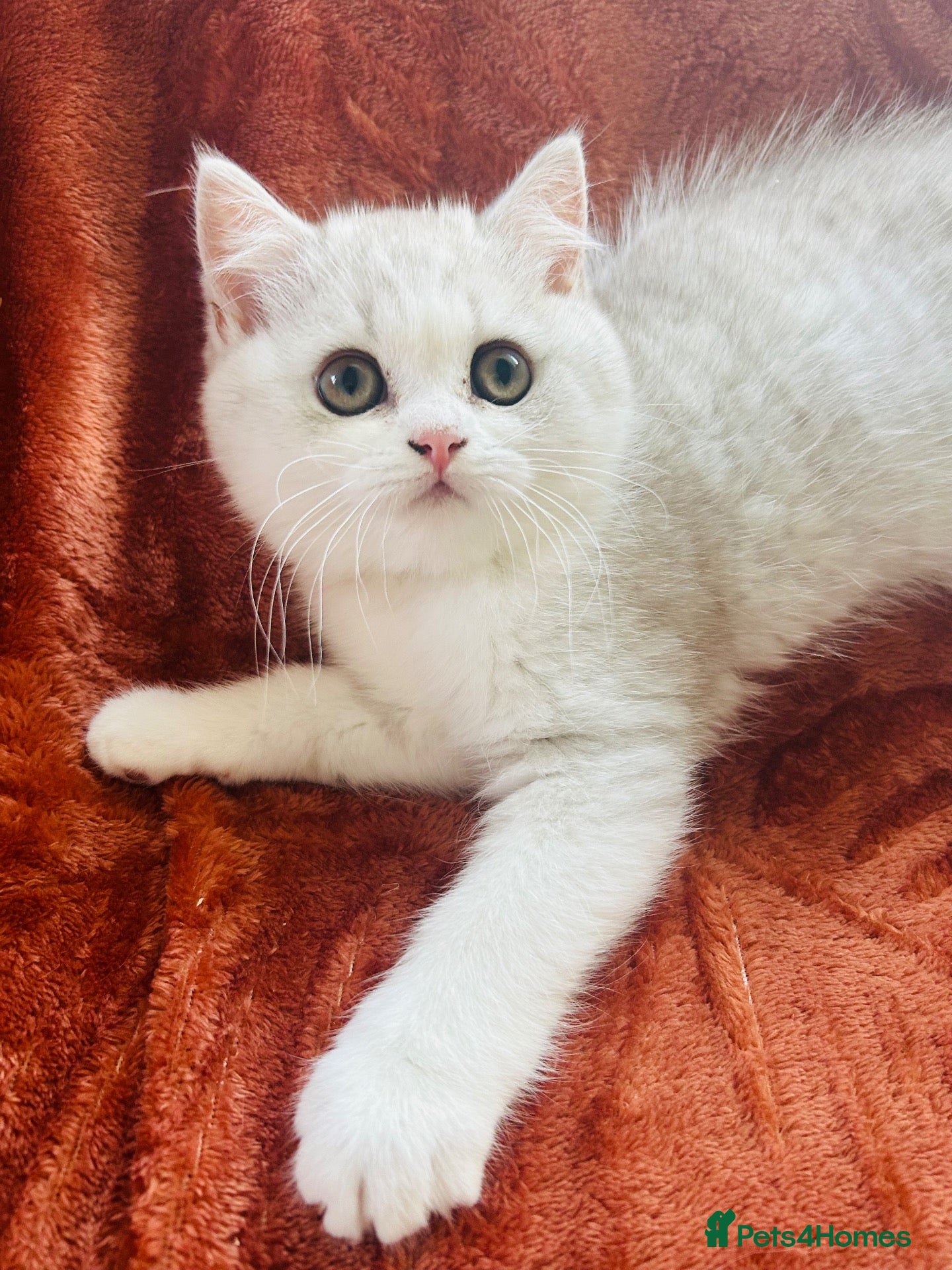 British Shorthair cats Last Beautiful BSH Male  - Advert 1