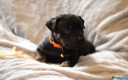 Mixed Breed dogs for sale: Rottweiler/pressa f1 - Image 27