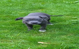 Staffordshire Bull Terrier dogs for sale: Staffordshire bull terrier  - Image 8