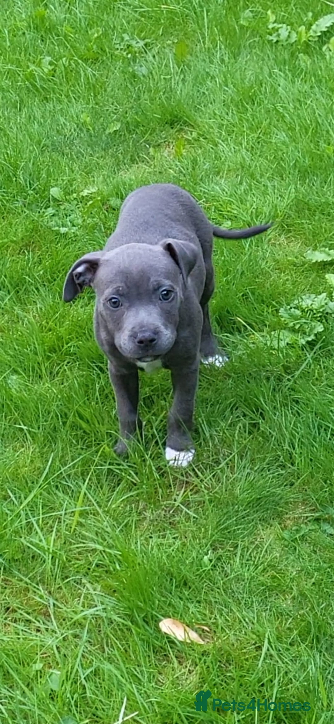 Staffordshire Bull Terrier dogs for sale: Staffordshire bull terrier  - Image 8