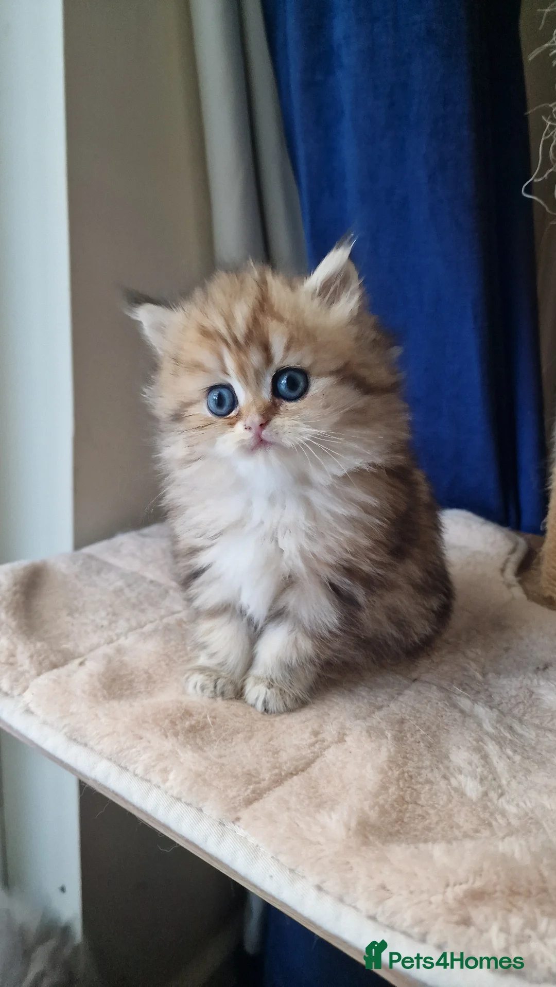 British Shorthair cats for sale: 🌟 Stunning GCCF Registered Kittens🌟 - Advert 2