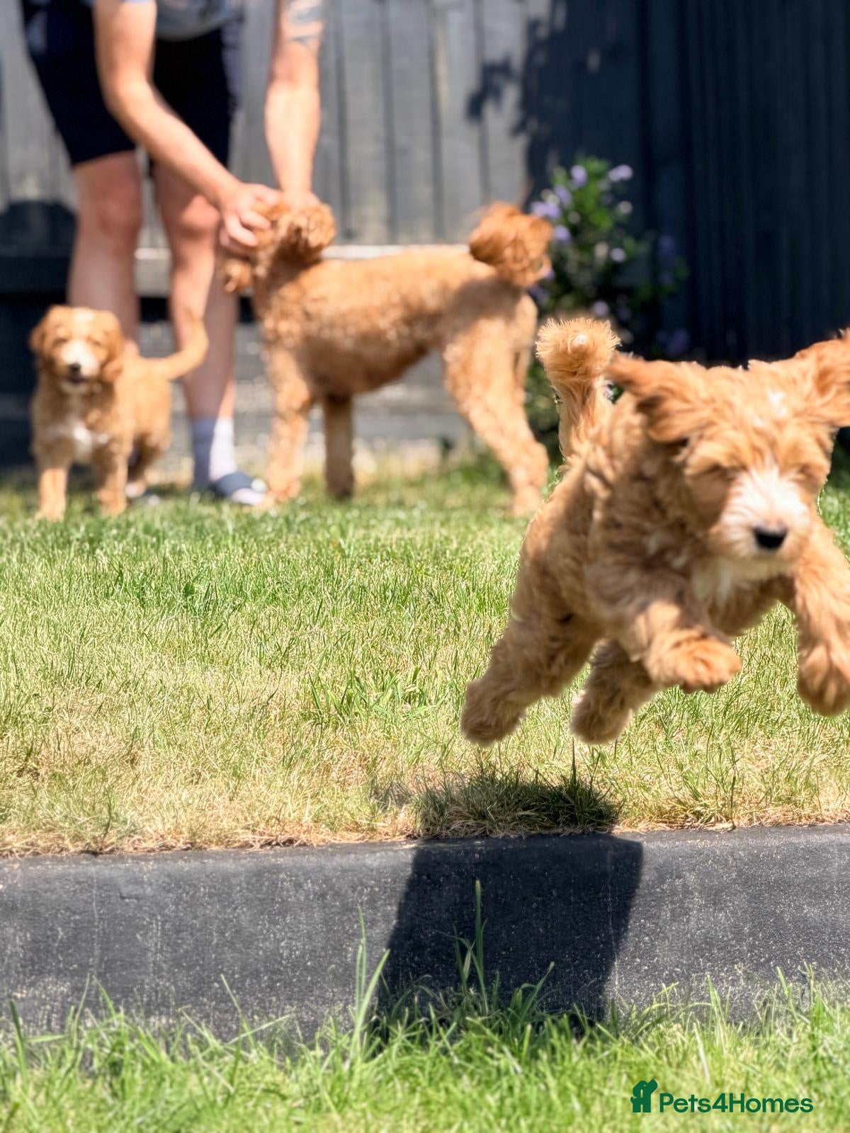 Australian Labradoodle dogs Doodle Bonkers - Advert 1
