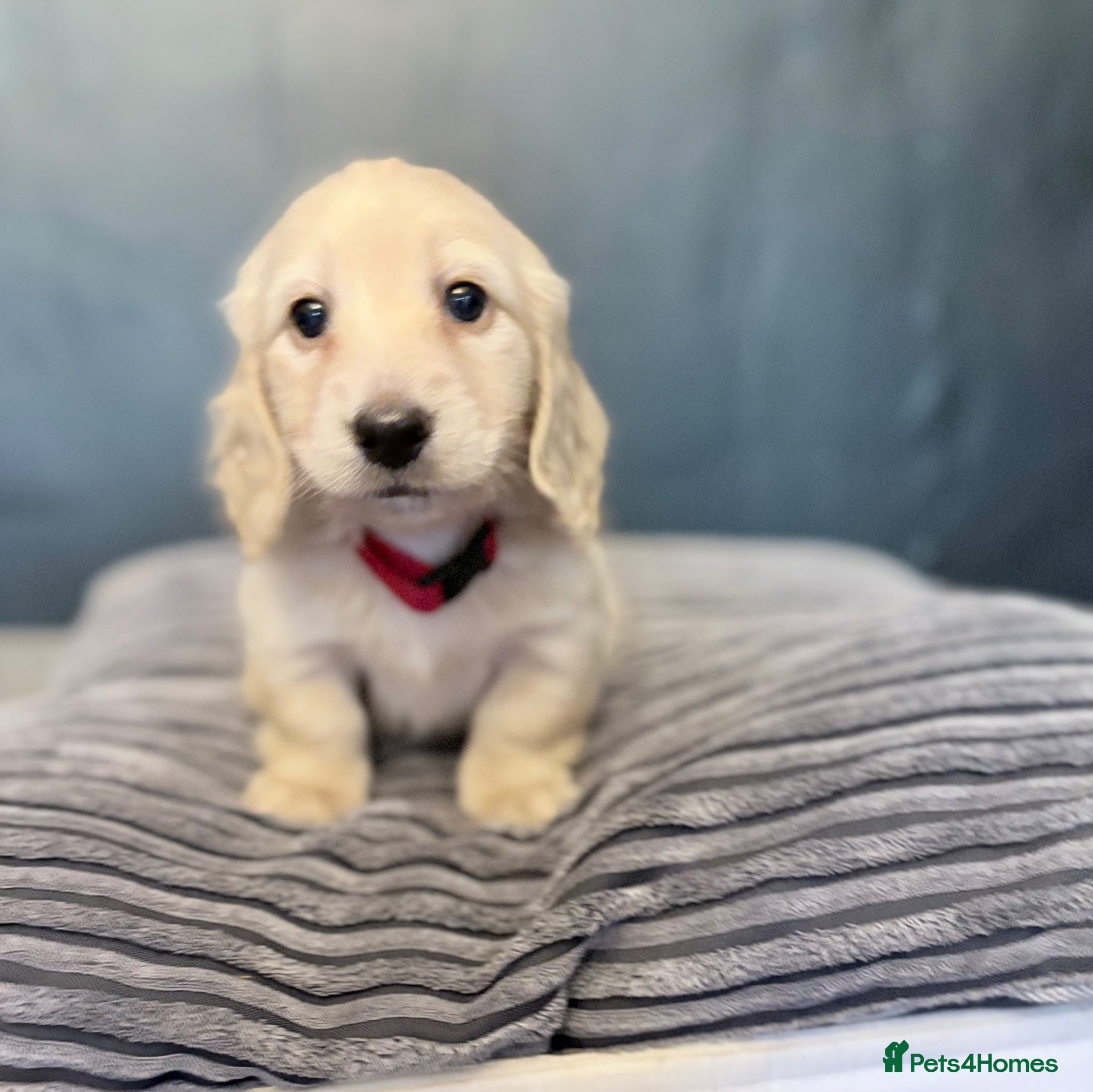 Miniature Dachshund dogs Long haired cream miniature dachshund puppies - Advert 2