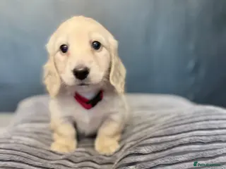 Miniature Dachshund dogs Long haired cream miniature dachshund puppies - Advert 6