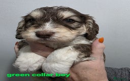 Cockapoo dogs for sale: Stunning f1 cockapoo pups - Advert 12