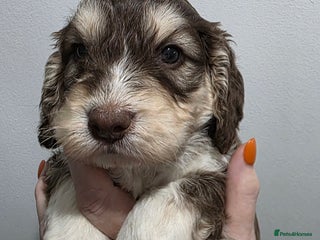 Cockapoo dogs Stunning f1 cockapoo pups - Advert 15