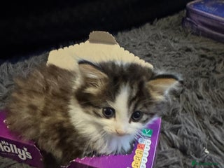 Mixed Breed cats Part Maine coon kittens - Advert 1