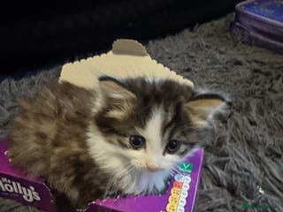 Mixed Breed cats Part Maine coon kittens - Advert 4