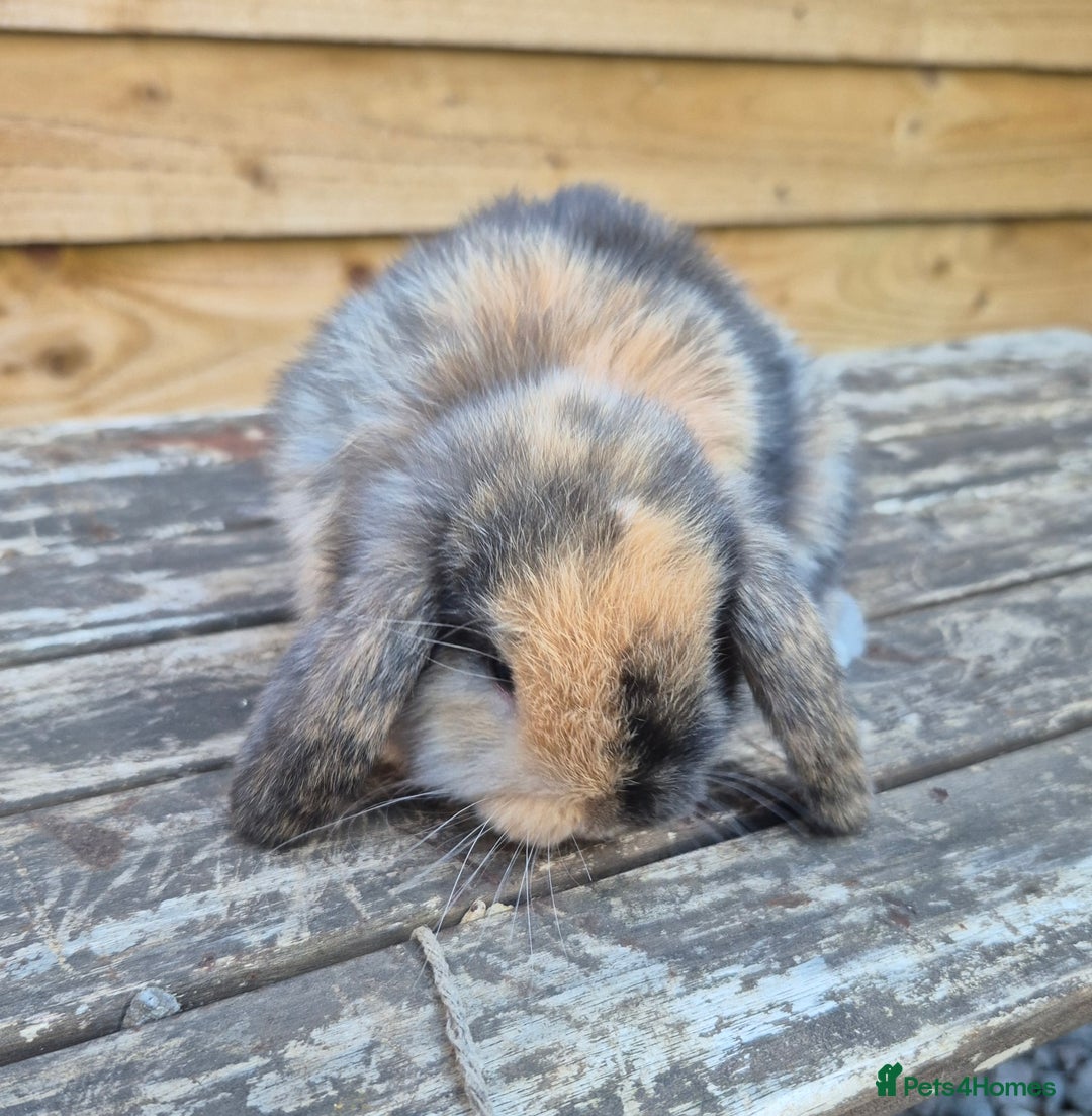 Mini Lop rabbits for sale: Baby mini lops - Image 5