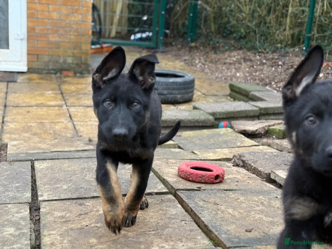 German Shepherd dogs for sale: German Shepherd Puppies - Advert 6