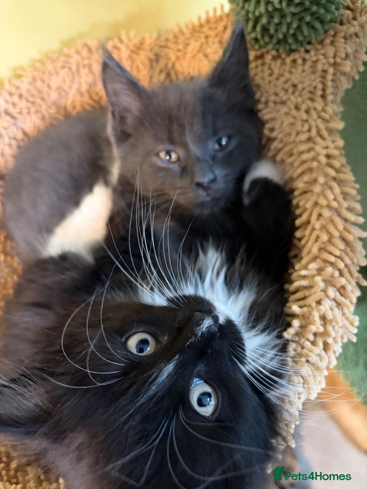 Maine Coon cats XL champion Russian Maine coon X GCCF British blue - Advert 2