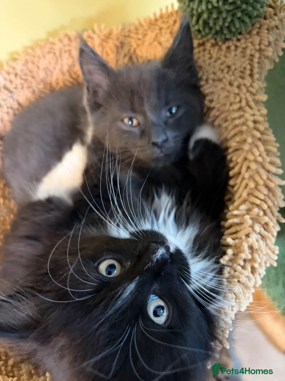 Maine Coon cats for sale: XL champion Russian Maine coon X GCCF British blue - Advert 2