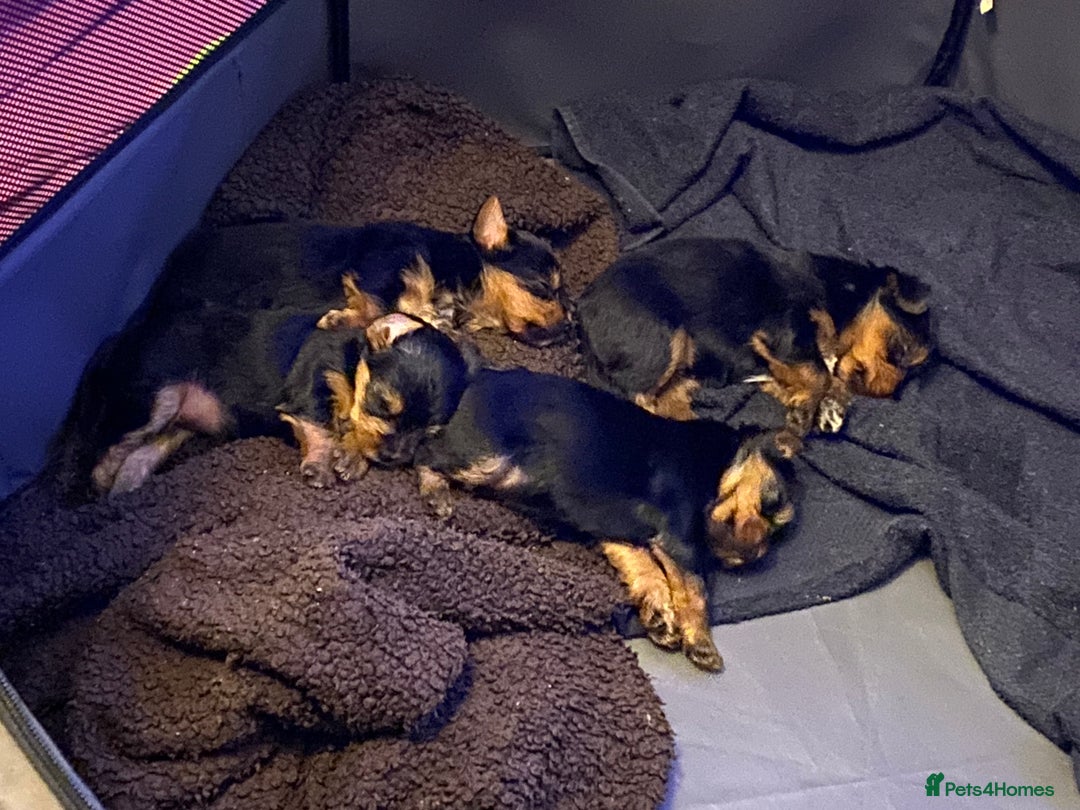 Yorkshire Terrier dogs for sale: 2 Boys 2 Girls Yorkshire Terriers for sale - Advert 21