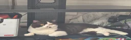 British Shorthair cats for sale: Very unusual British shorthair - Advert 21