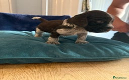 Cocker Spaniel dogs for sale: KC Registered Show Cockers - Image 16