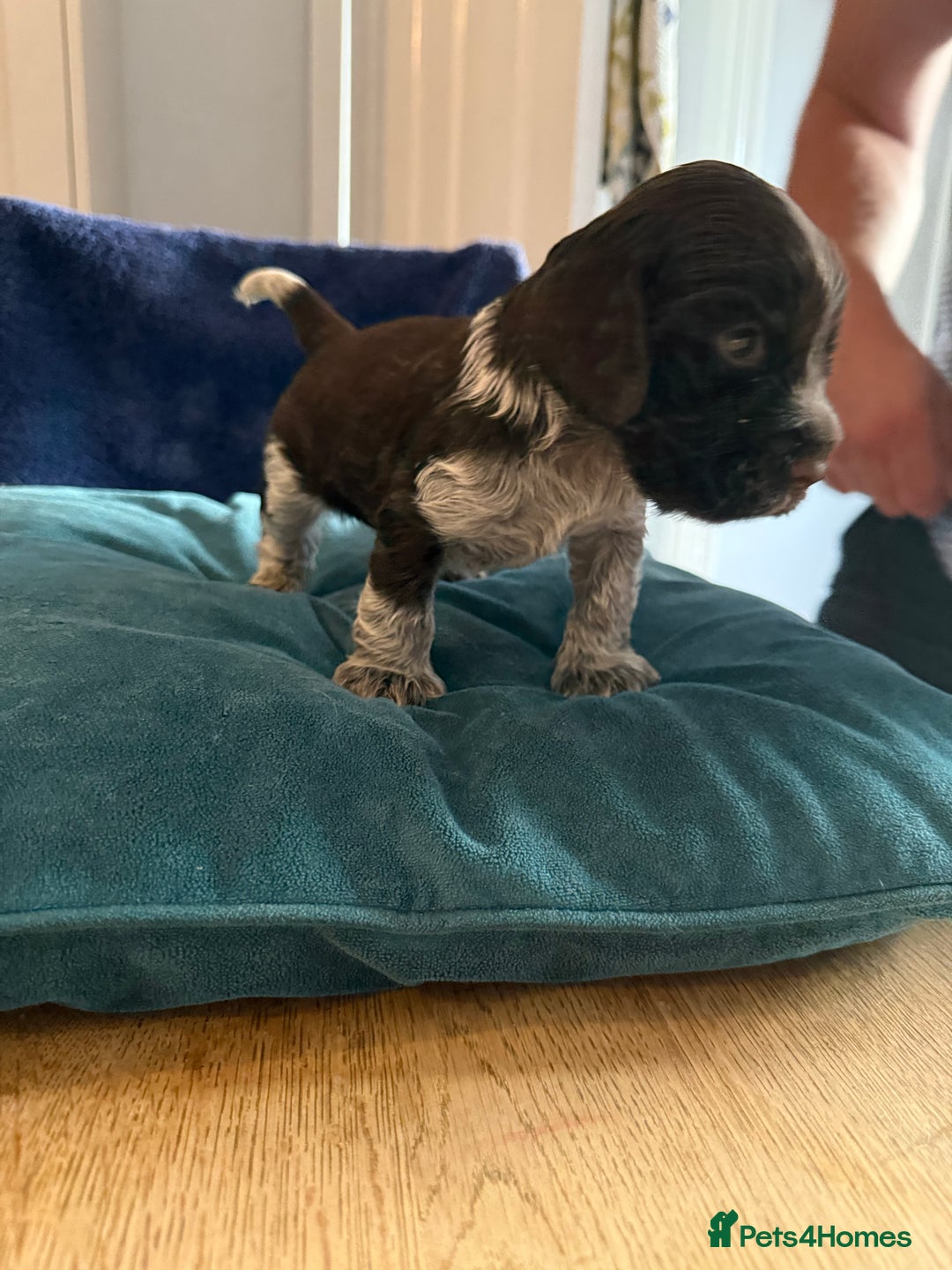 Cocker Spaniel dogs for sale: KC Registered Show Cockers - Image 16